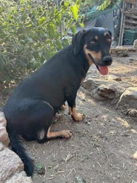 Zuhause gesucht für Flora