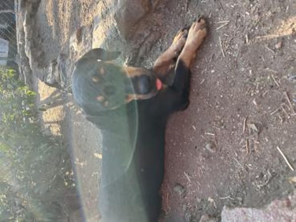 Zuhause gesucht für Flora