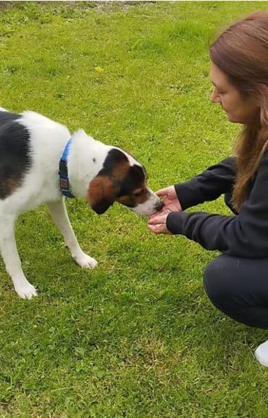 Tino - Zuhause mit ❤gesucht