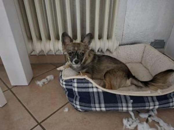 Nica - zum Knutschen süß