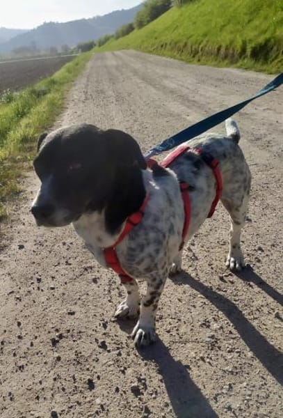 Lennox - der kleine Jagdhund