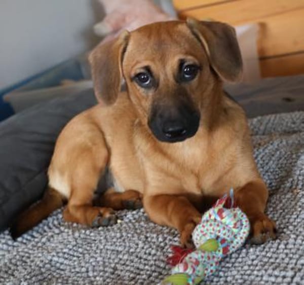 ZIRA 💝 zauberhafte Welpe!