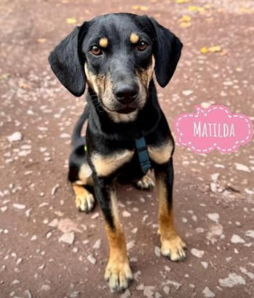 Matilda eine Traumhündin