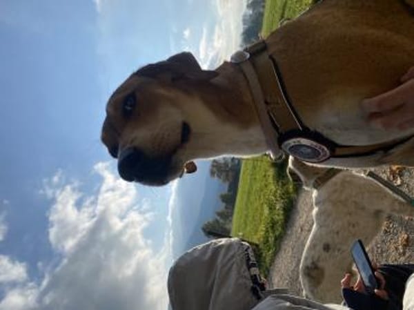 Zuhause gesucht für Junior