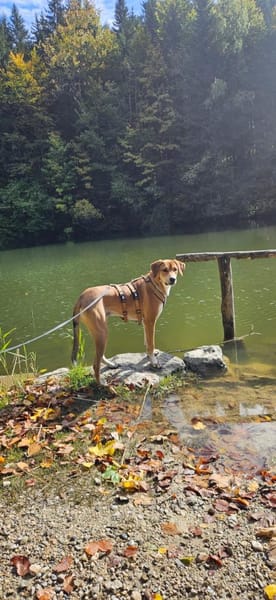 Zuhause gesucht für Junior