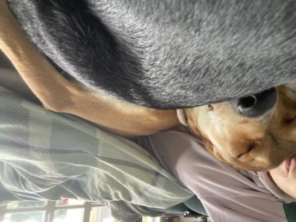 Zuhause gesucht für Junior