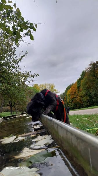 Platz als Zweithund gesucht
