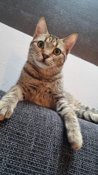 Zuhause gesucht für Jessi