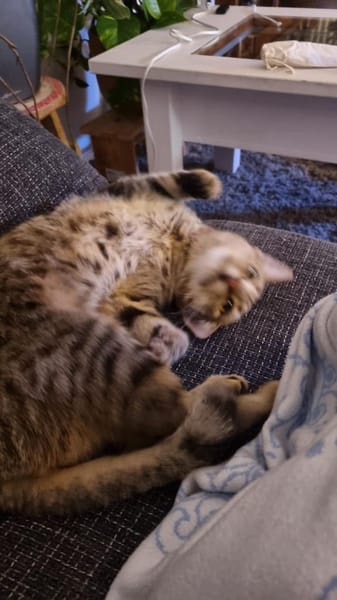 Zuhause gesucht für Jessi