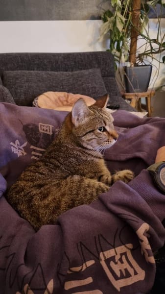 Zuhause gesucht für Jessi
