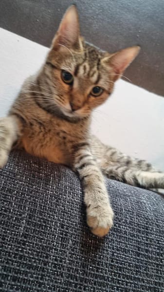 Zuhause gesucht für Jessi