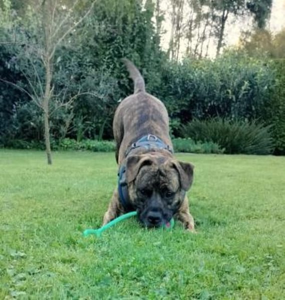 BRODY  Gute Laune auf vier Beinen