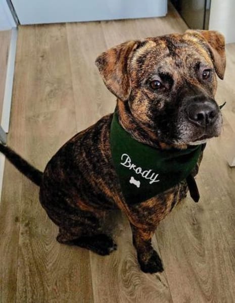 BRODY  Gute Laune auf vier Beinen