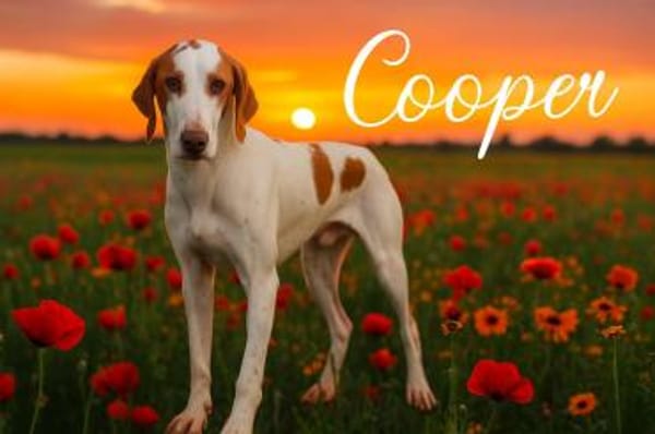 Cooper sucht sein Für-Immer-Zuhause!
