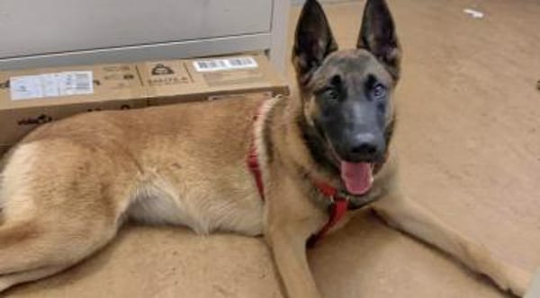 Malinois Laivia muß noch viel lernen