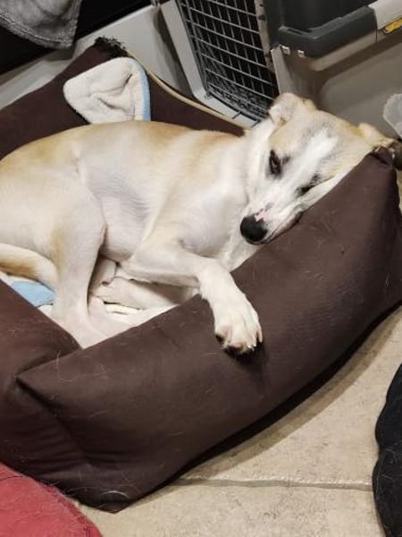 CHUSU * sanfter, freundlicher Hundejunge