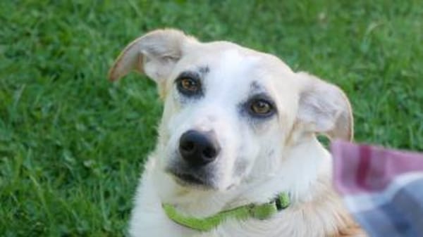 CHUSU * sanfter, freundlicher Hundejunge