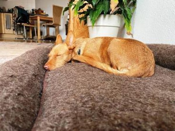 Maite unsere kleine Mutter Courage