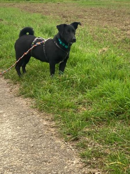 Sonnenschein SUSAN sucht ihr Zuhause