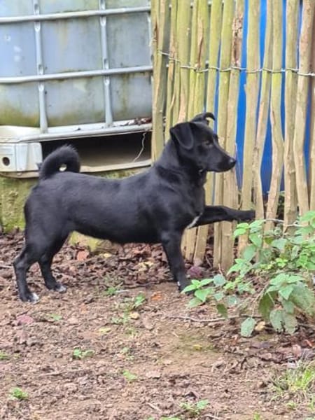 Sonnenschein SUSAN sucht ihr Zuhause