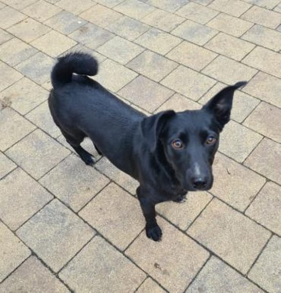 Sonnenschein SUSAN sucht ihr Zuhause