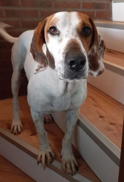 Zack, geb. ca. 10/2022, 23556 Lübeck