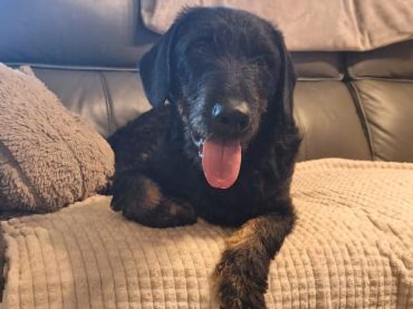 Bernysucht eine liebe Familie