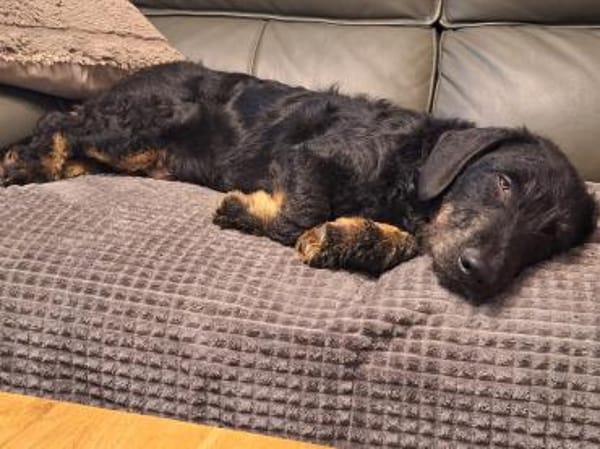 Bernysucht eine liebe Familie