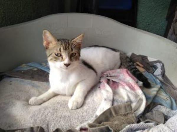 Adriano aus dem Tierschutz