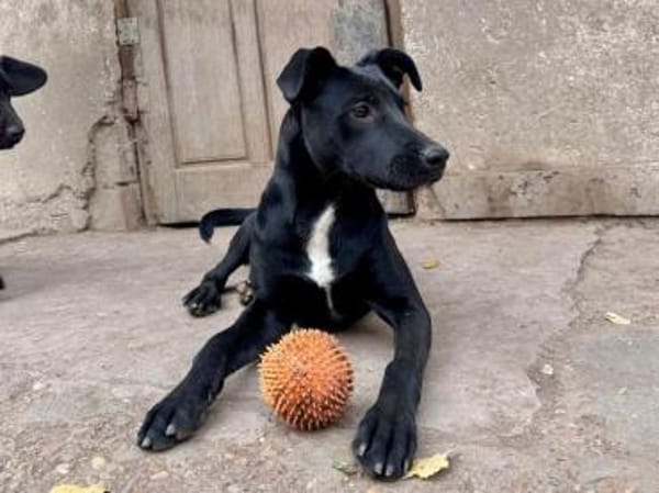 Kate sucht ihre Familie für immer