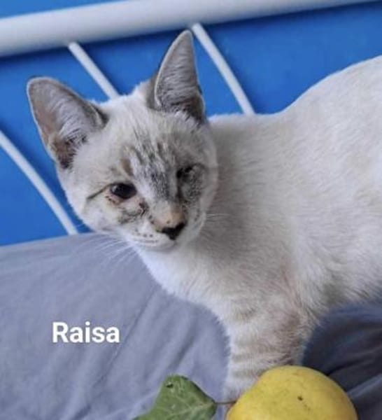 Raisa (verspiele Wohnungskatze)