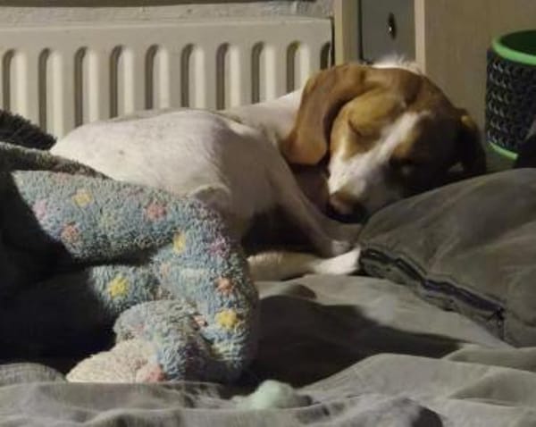 💕Cleo💕sucht ihre Menschen🐾💕🐾