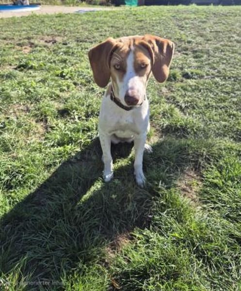 💕Cleo💕sucht ihre Menschen🐾💕🐾