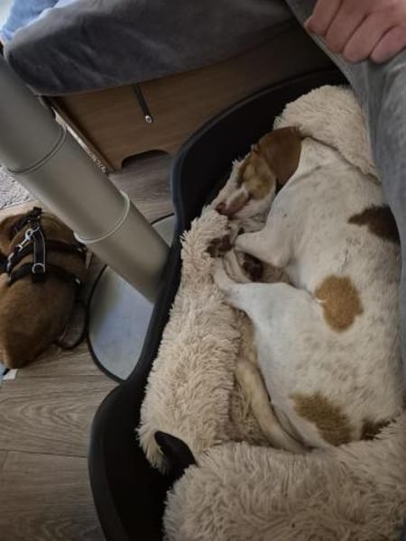 💕Cleo💕sucht ihre Menschen🐾💕🐾