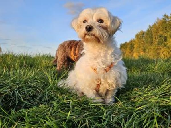 Tinba hat ein charmantes, liebes Wesen