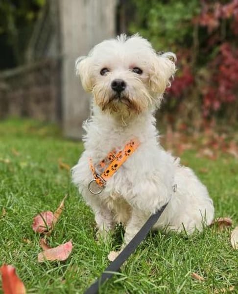 Tinba hat ein charmantes, liebes Wesen