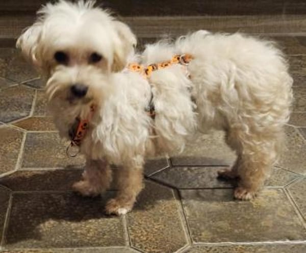 Tinba hat ein charmantes, liebes Wesen