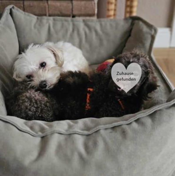 Tinba hat ein charmantes, liebes Wesen