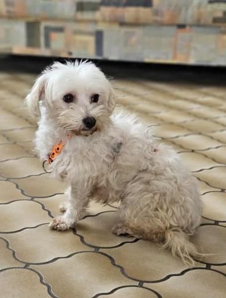 Tinba hat ein charmantes, liebes Wesen