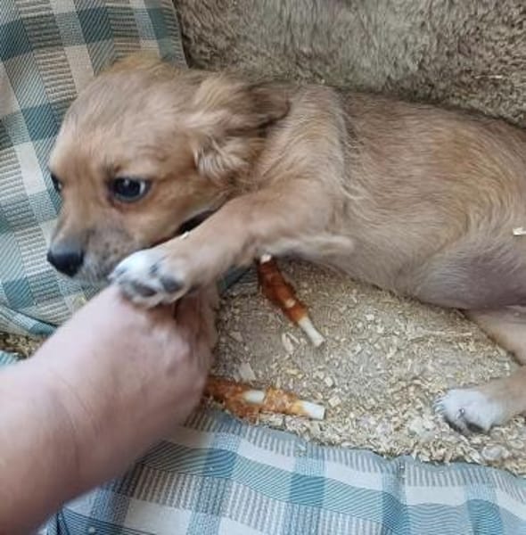 LUCY - (verspielt, neugierig, liebevoll