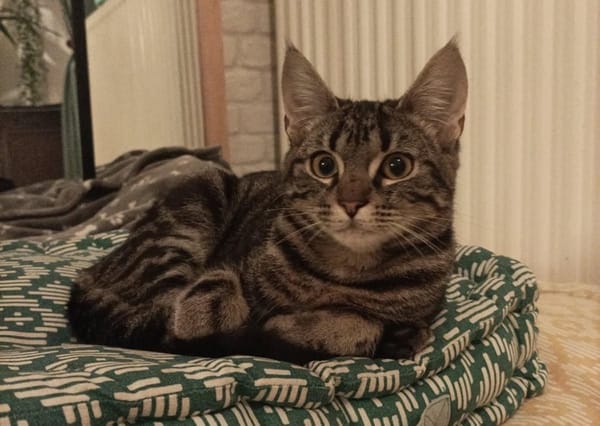 ALFI