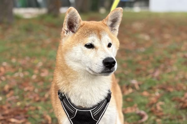PIXEL