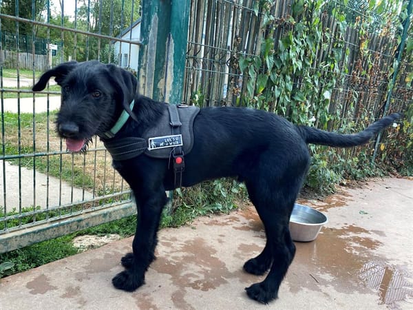 TITOU PAA23081