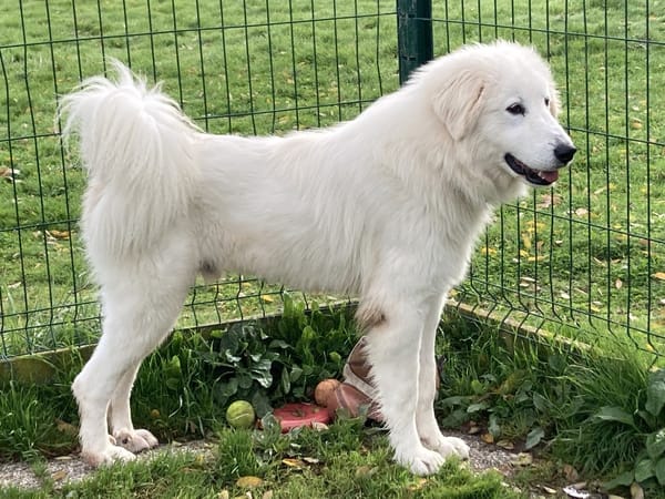 ALPHA réservé