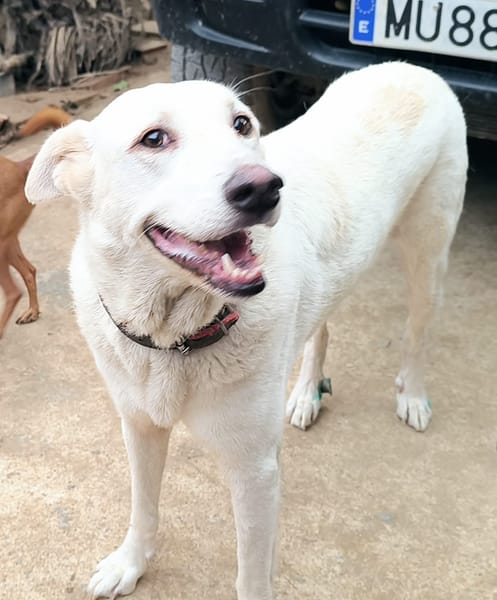 ELMA (Rescate)