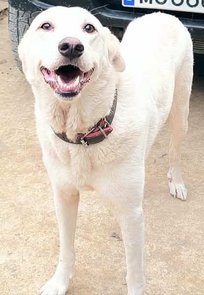 ELMA (Rescate)