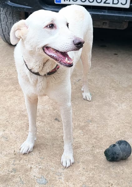 ELMA (Rescate)