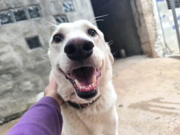 ELMA (Rescate)