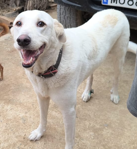 ELMA (Rescate)