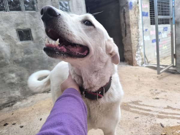 ELMA (Rescate)